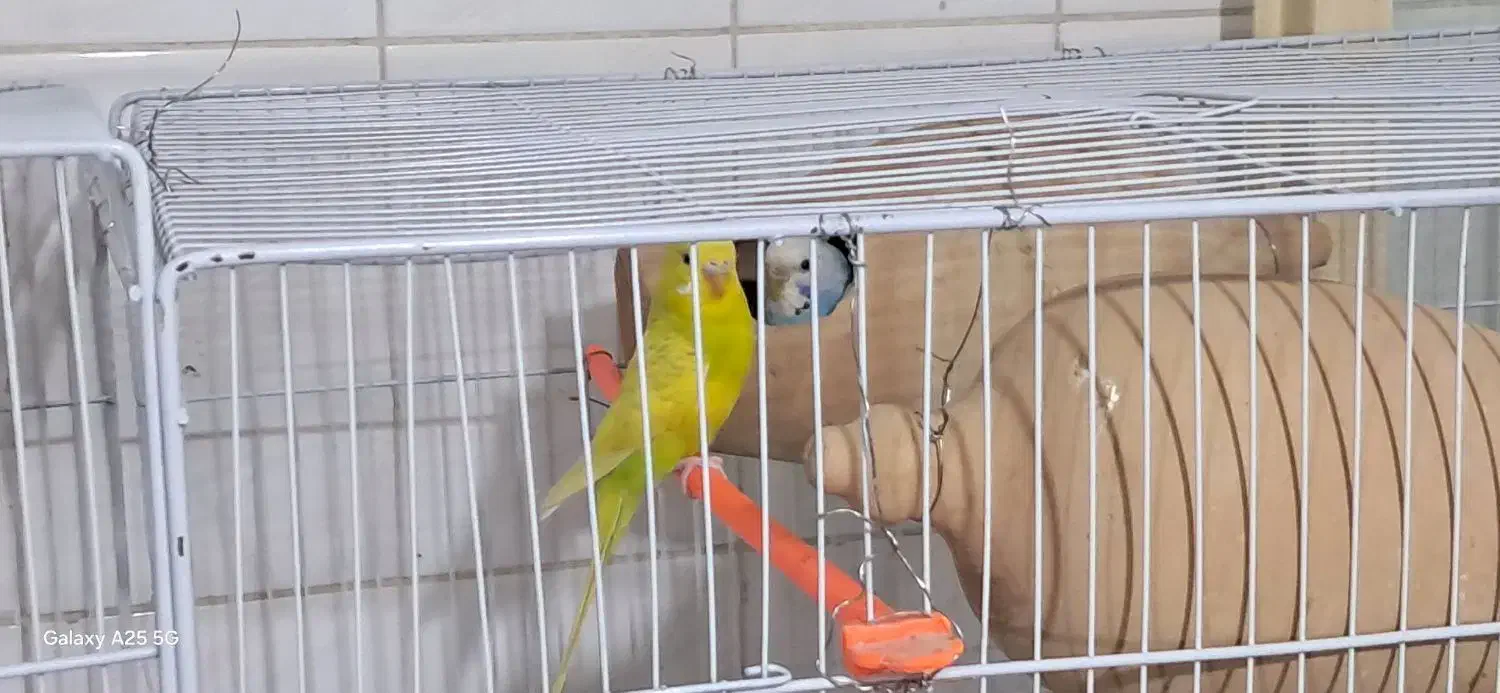 مرغ عشق همراه با جوجه هاشون|پرنده|نیشابور, بلوار گلها|دیوار