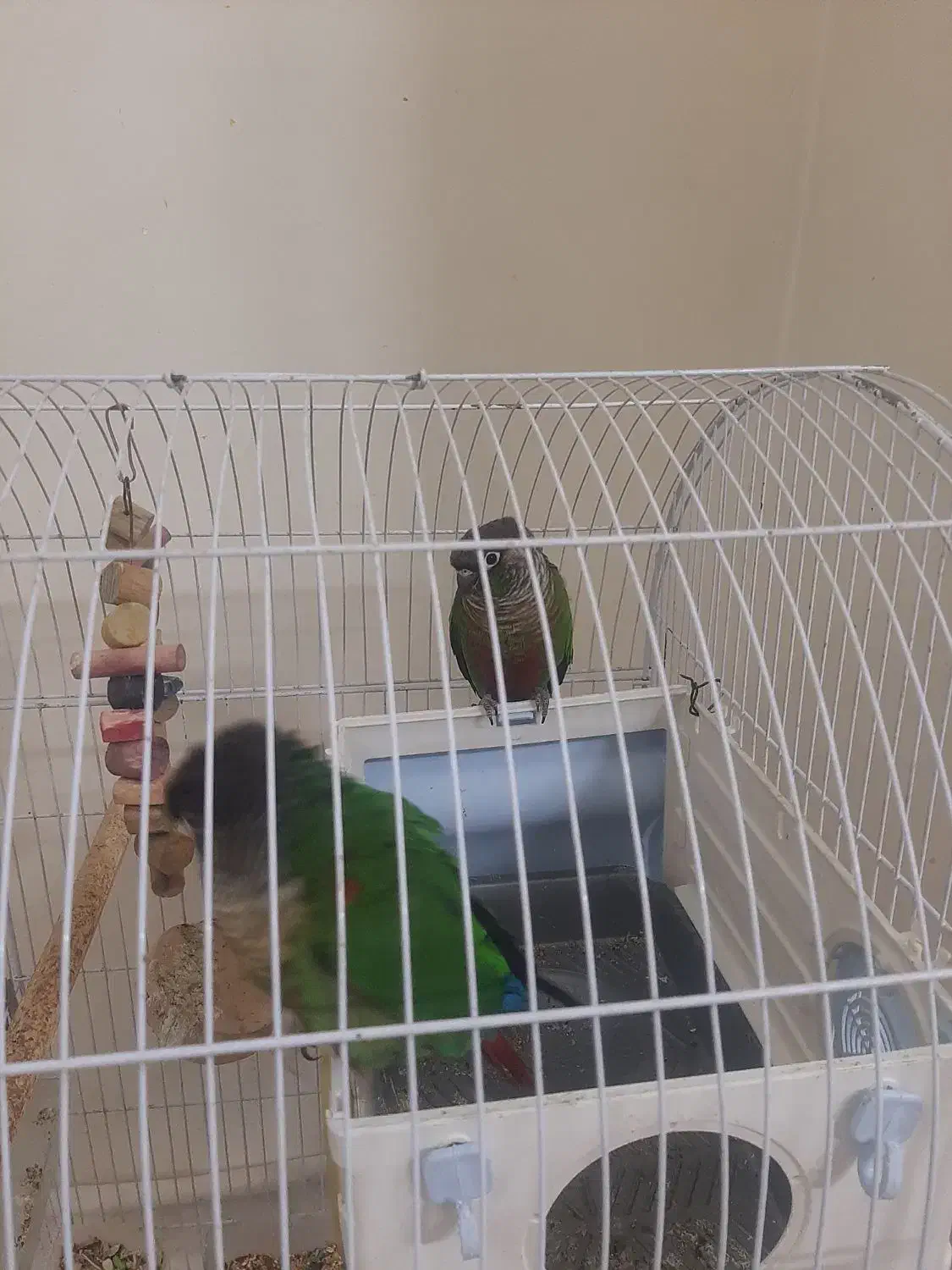 گرینجیک|پرنده|ابهر, |دیوار