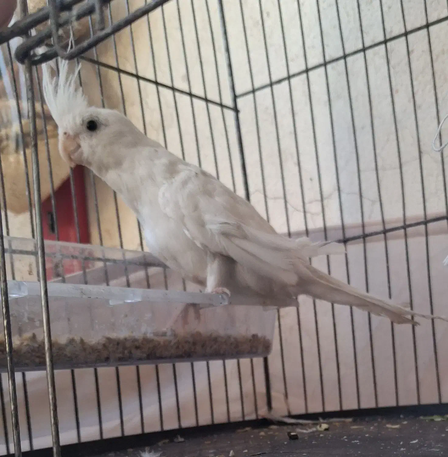 فدوش جوجه عروس هلندی آلبینو|پرنده|سیرجان, |دیوار