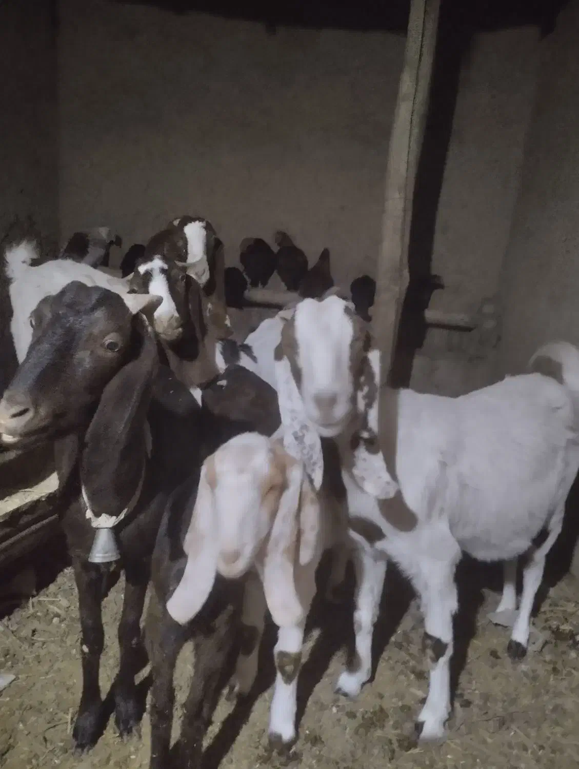 بز آبستن سنگین|حیوانات مزرعه|بردسکن, |دیوار