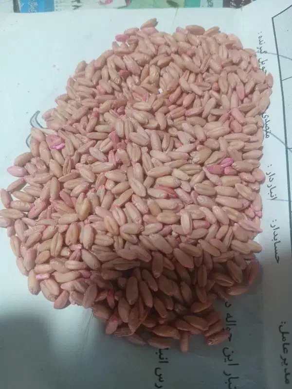 گندم بذری دیم|خدمات باغبانی و درختکاری|بهار, |دیوار