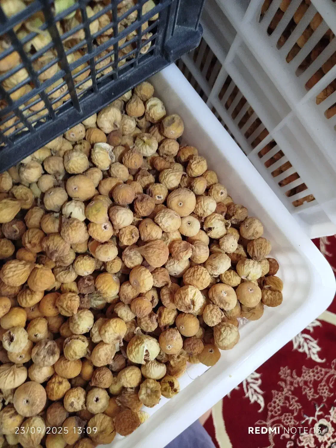 انجیر|خوردنی و آشامیدنی|شیراز, شاپورجان|دیوار