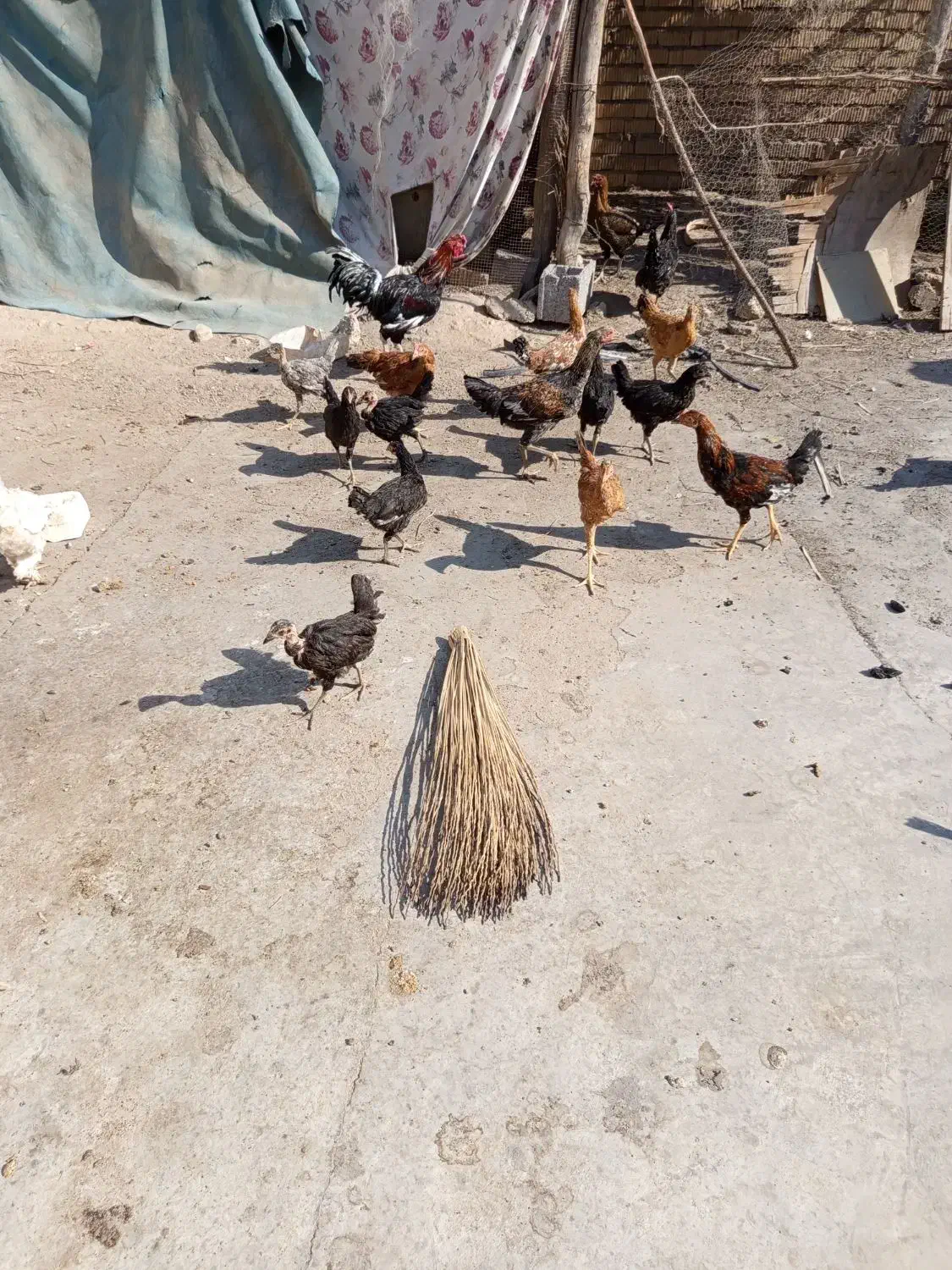 جیجه|پرنده|وحدتیه, |دیوار