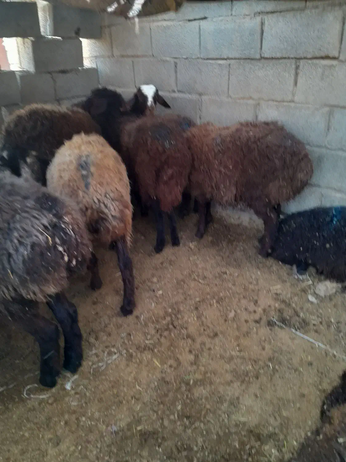 بره ماده گله گرد|حیوانات مزرعه|مشهد, انصار|دیوار