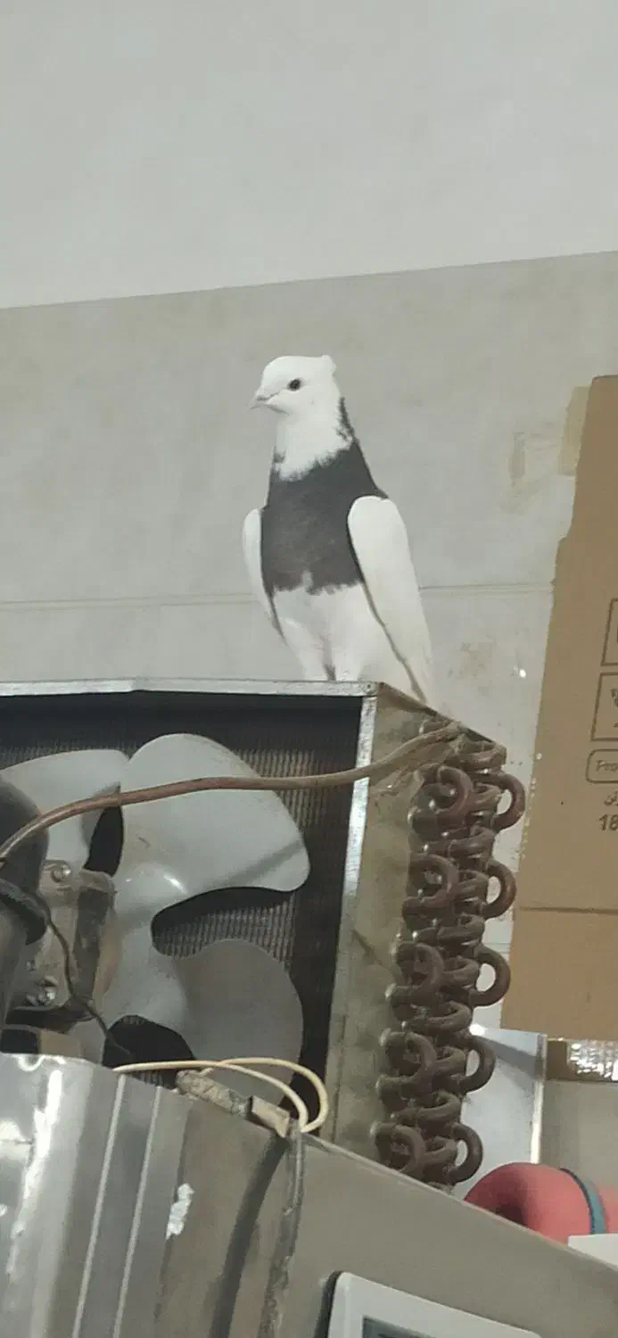 یک جفت کفتر طوقی|پرنده|مهربان, |دیوار