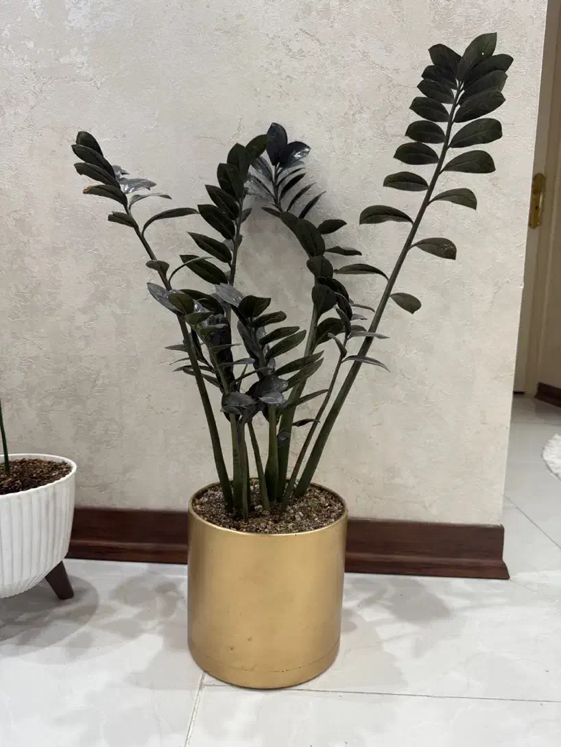 گل زاموفیلیا سوپر بلک|گل و گیاه طبیعی|تهران, مشیریه|دیوار