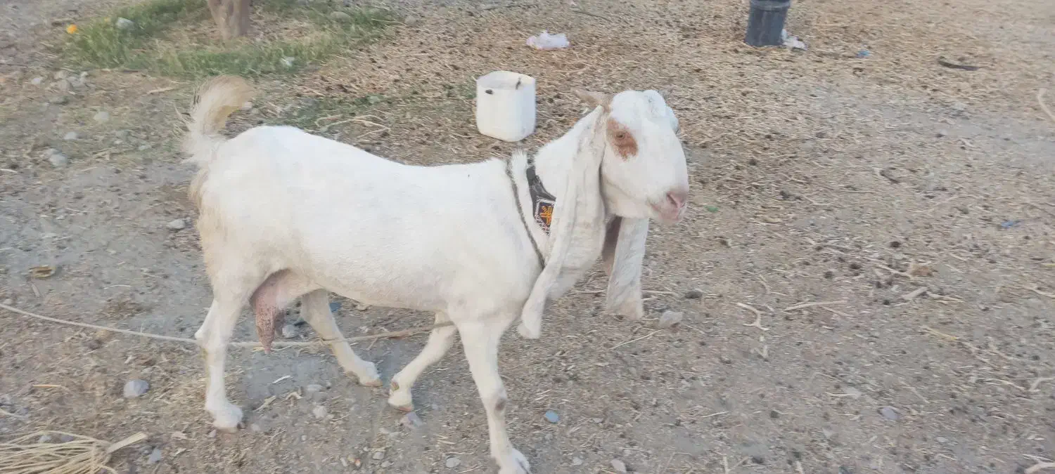 گلابی چشم سفید|حیوانات مزرعه|میناب, |دیوار