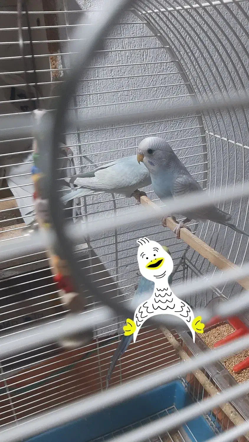 مرغ عشق|پرنده|رشت, شهرک پردیسان|دیوار