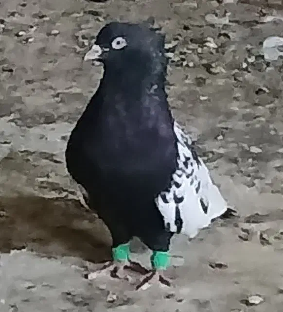 سینه سیاه تمیز یه جفت نوک سفید .وجفت.کله دم سیاه|پرنده|کرخه, |دیوار