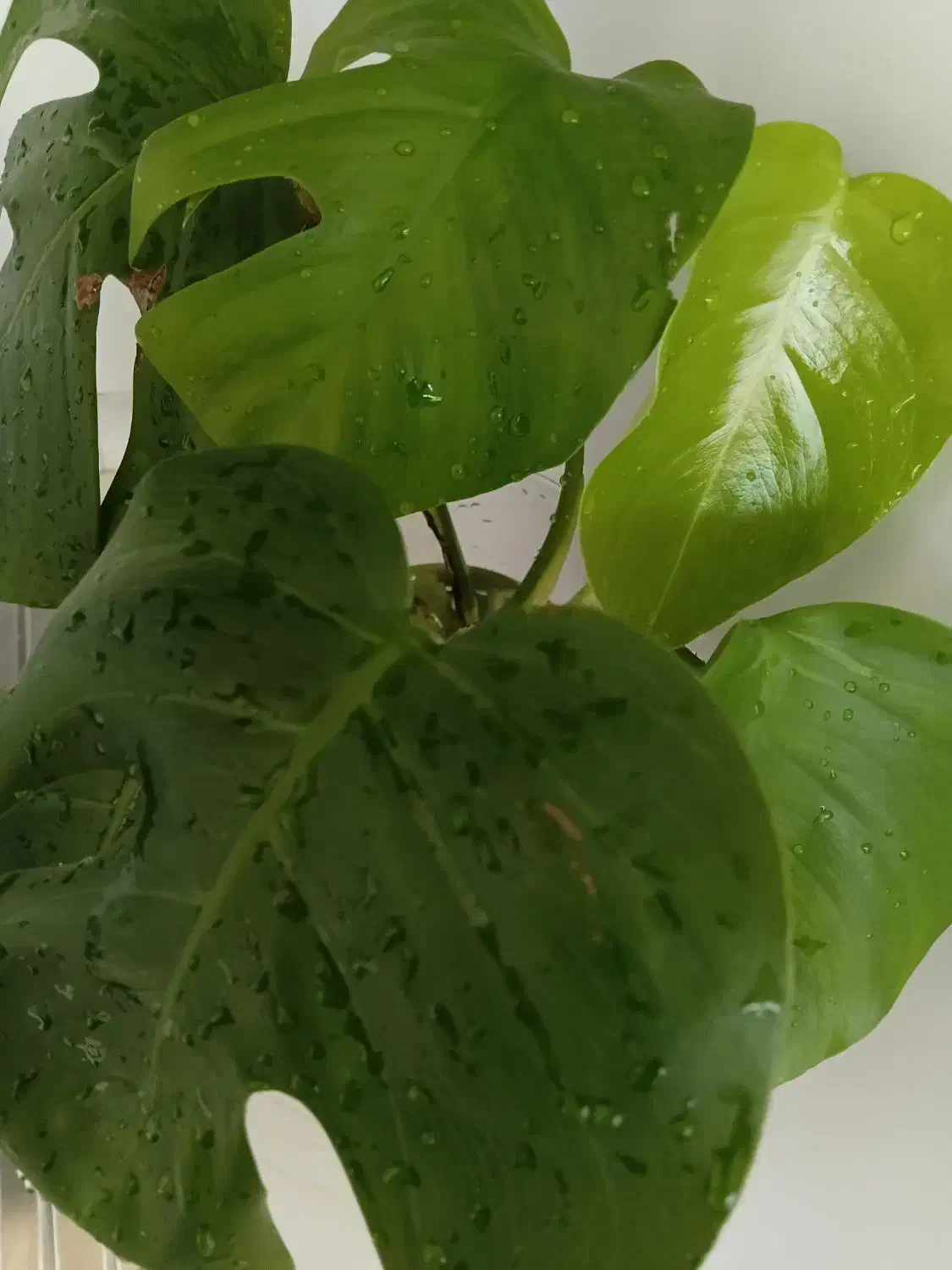 گل برگ انجیری|گل و گیاه طبیعی|اصفهان, شیخ طوسی|دیوار