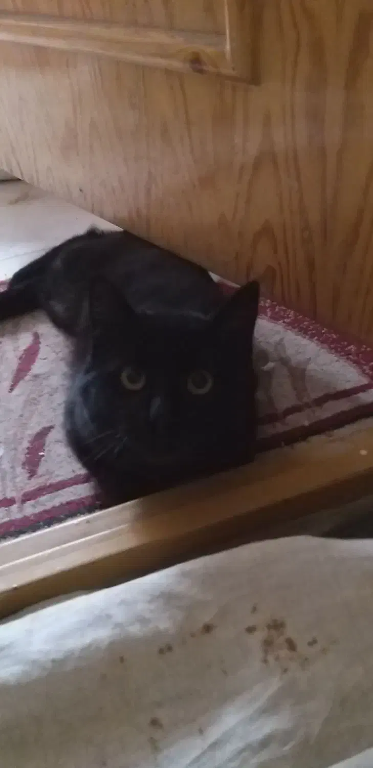 واگذاری گربه|گربه|بیرجند, |دیوار