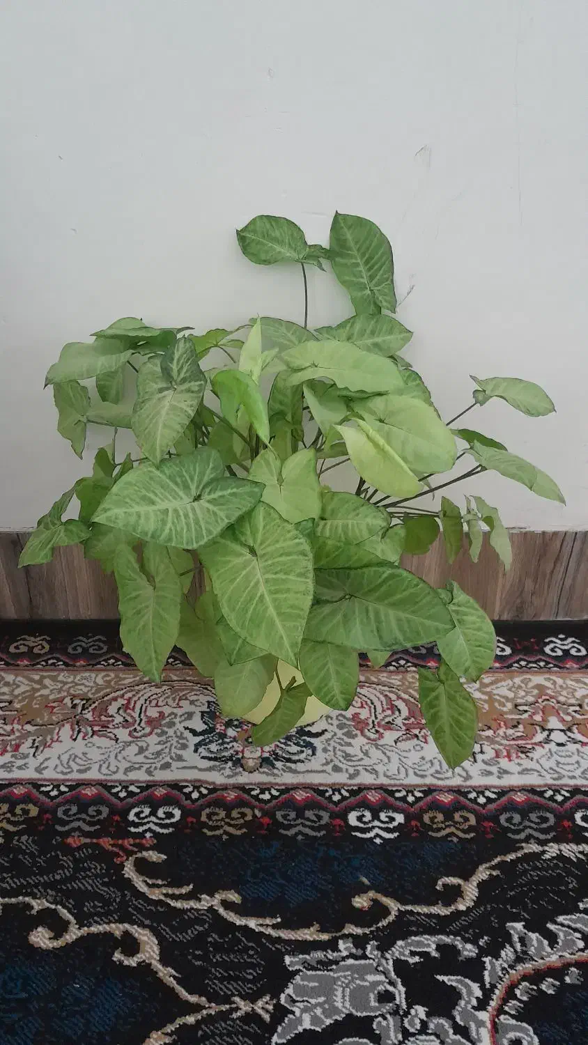 سینگونیوم ابلق|گل و گیاه طبیعی|فسا, |دیوار