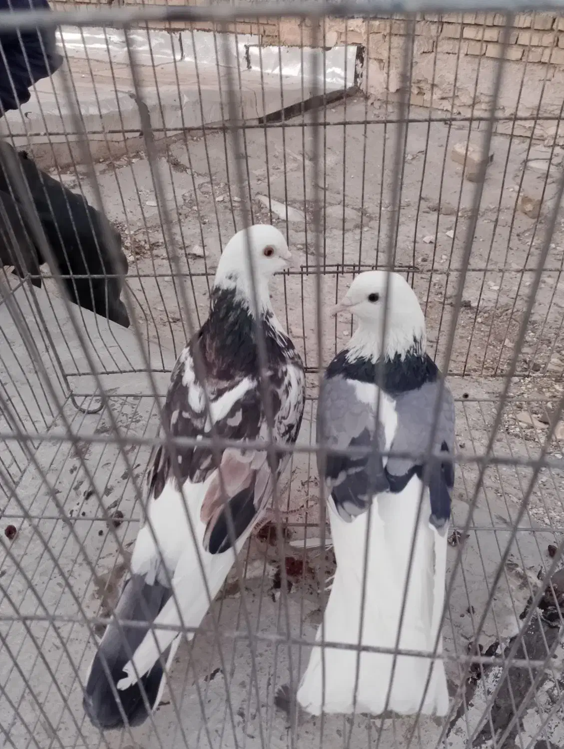 کبوتر|پرنده|ماهنشان, |دیوار