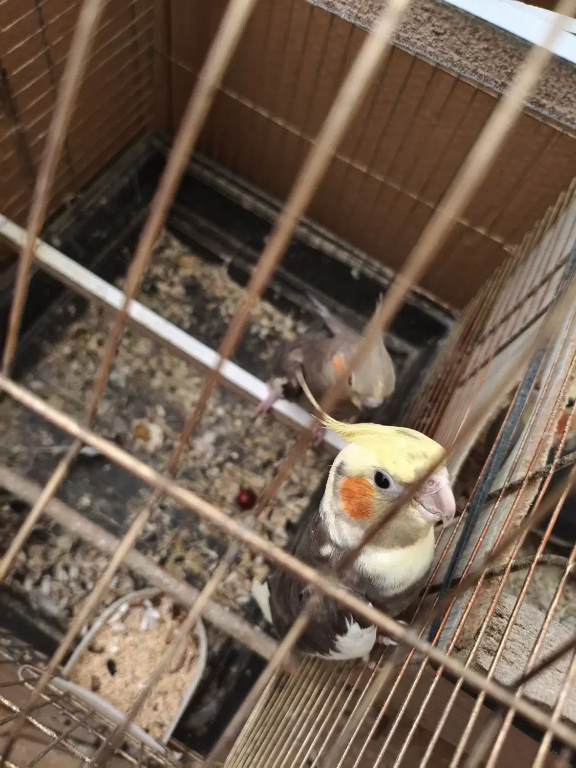 ی جفت عروس هلندی بالغ|پرنده|گرمسار, |دیوار