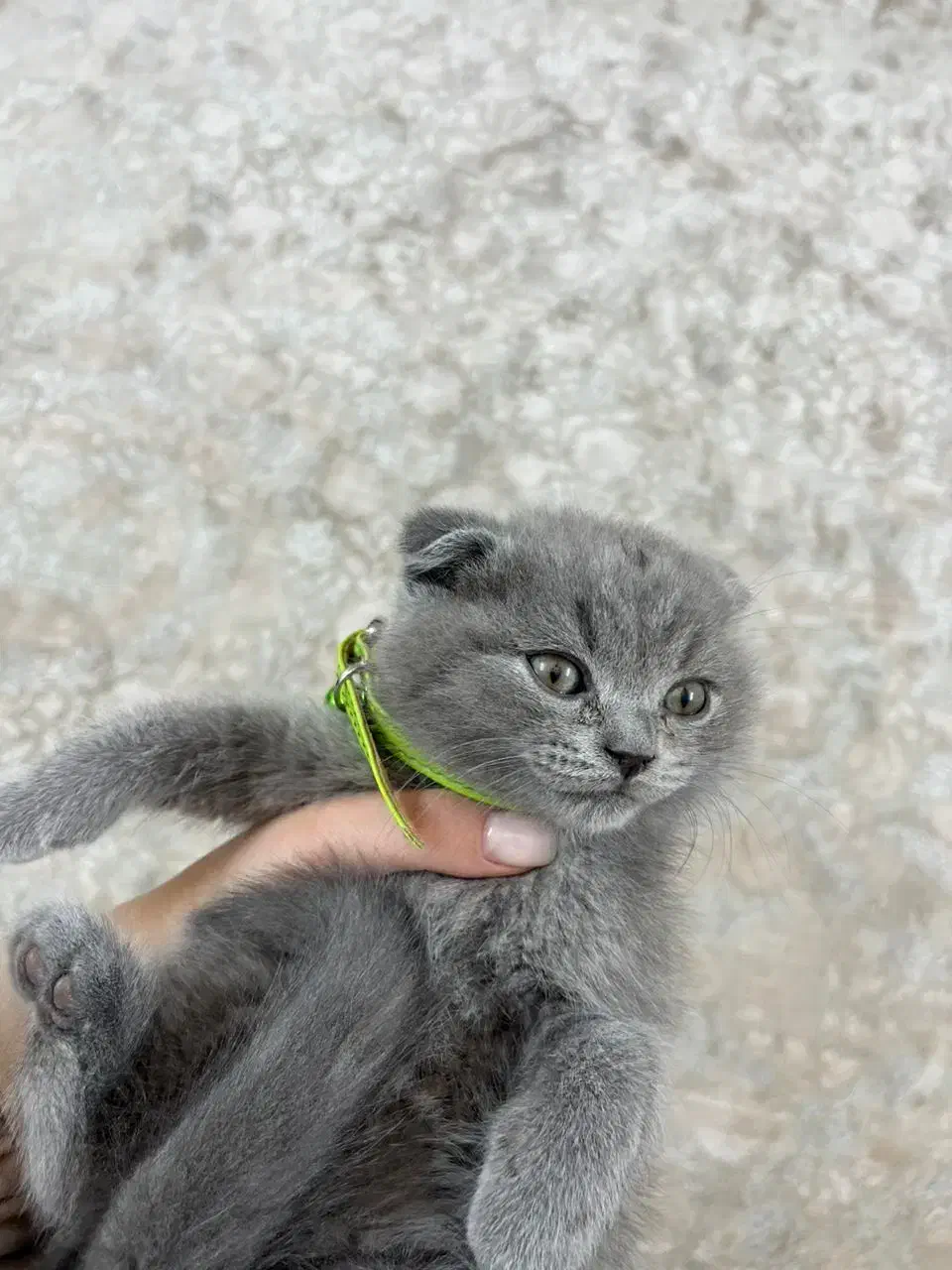 بچه گربه بریتیش|گربه|تهران, اسفندیاری|دیوار