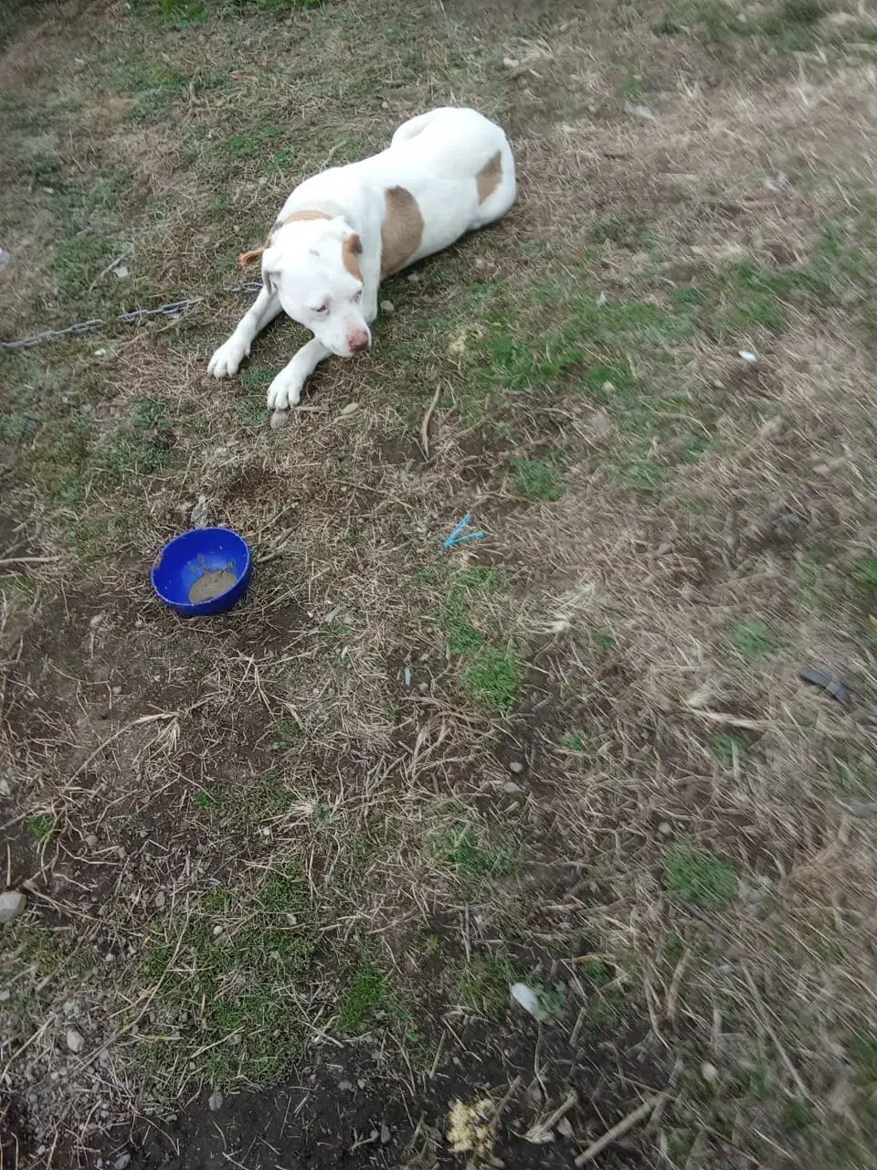 واگذاری سگ پیتبول واکسن زده|سگ|بندر انزلی, بشمن|دیوار