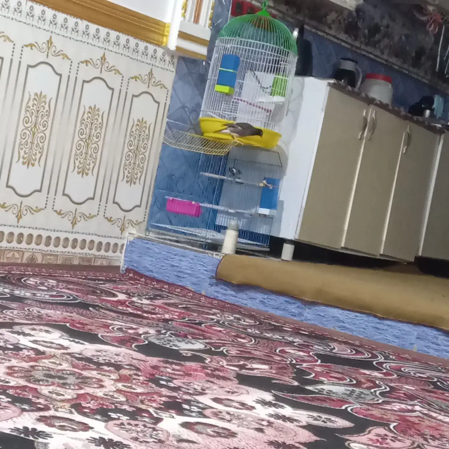 مینا۸ماه فقدسلام|پرنده|شادگان, |دیوار