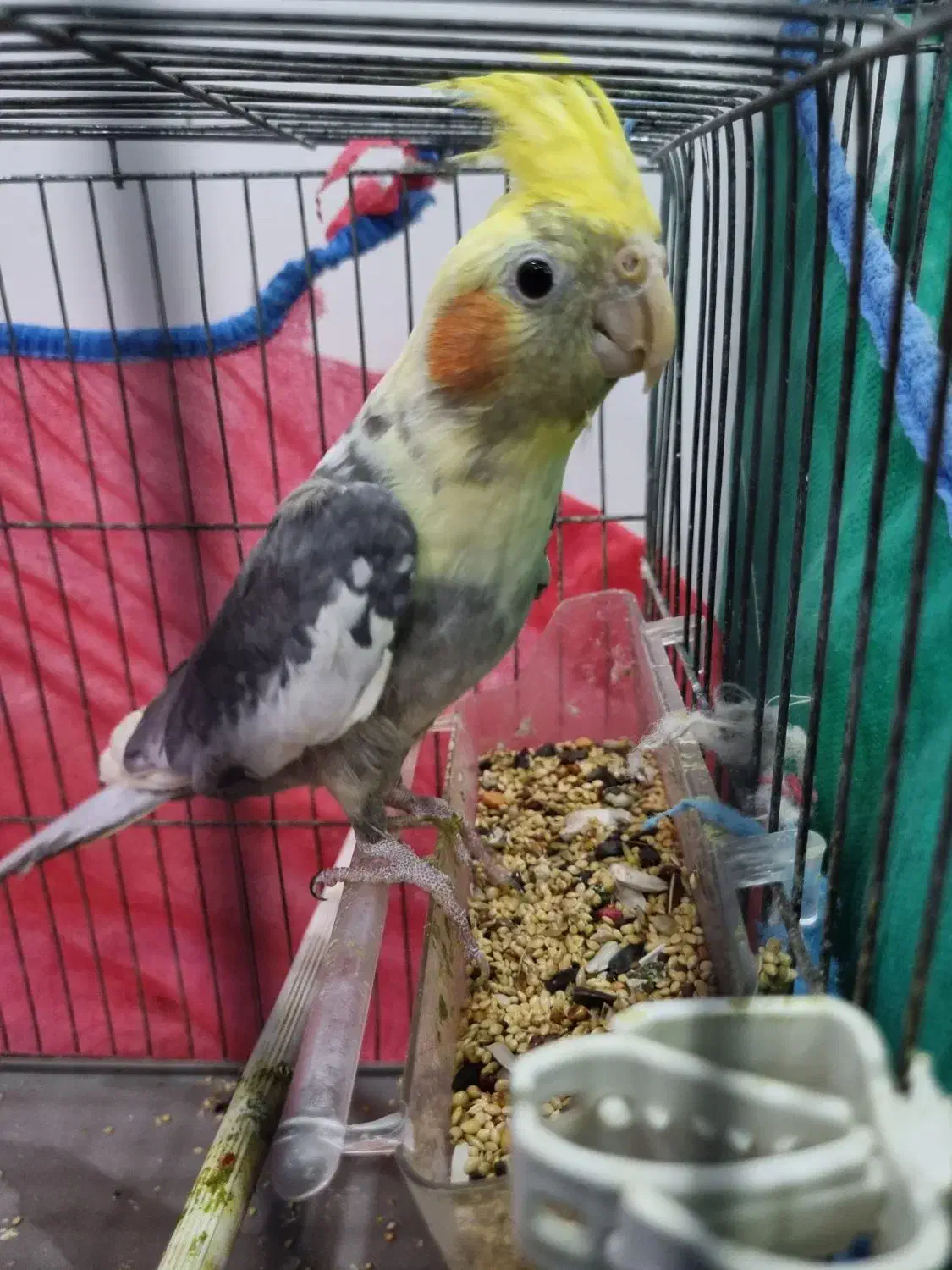 دو پرنده طوطی عروس سخنگو با قفس|پرنده|کوچصفهان, |دیوار