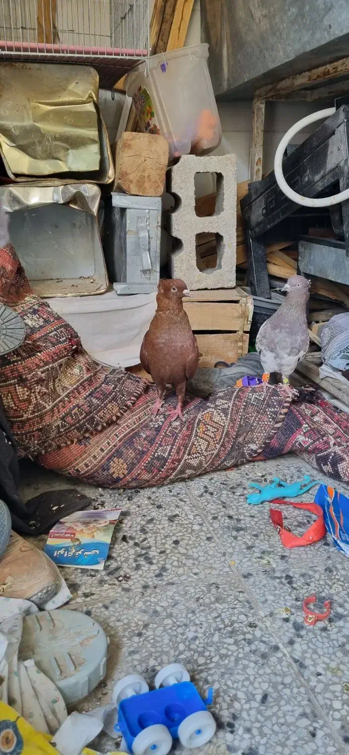 فروش یک عدد سرخ پرشی|پرنده|شیراز, زرهی|دیوار