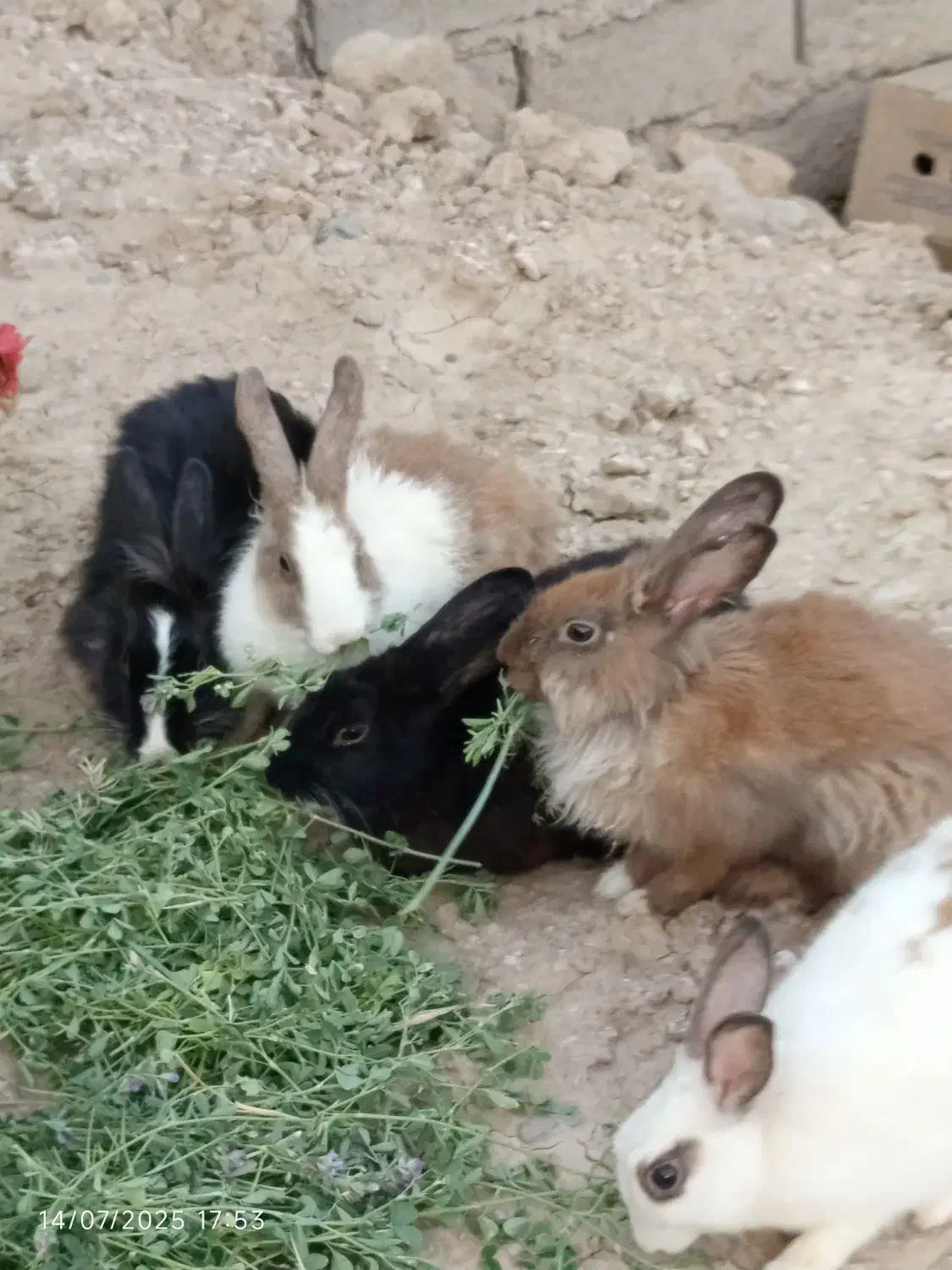 خرگوش نر و ماده|موش و خرگوش|زهک, |دیوار