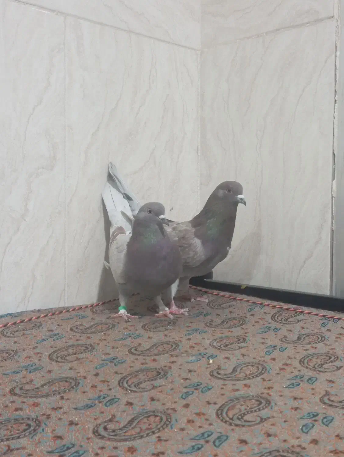 یک جفت کبوتر پرشی استثنایی|پرنده|اردکان, |دیوار