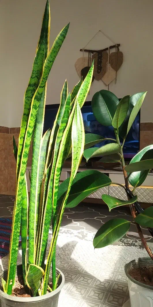 گلدان فیکوس و سانسوریا سالم|گل و گیاه طبیعی|چابهار, |دیوار