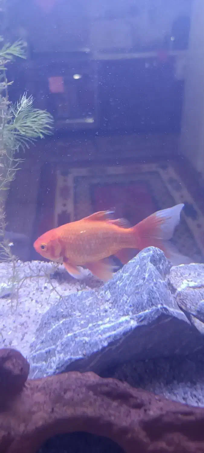 ماهی قرمز|ماهی|کرمان, |دیوار