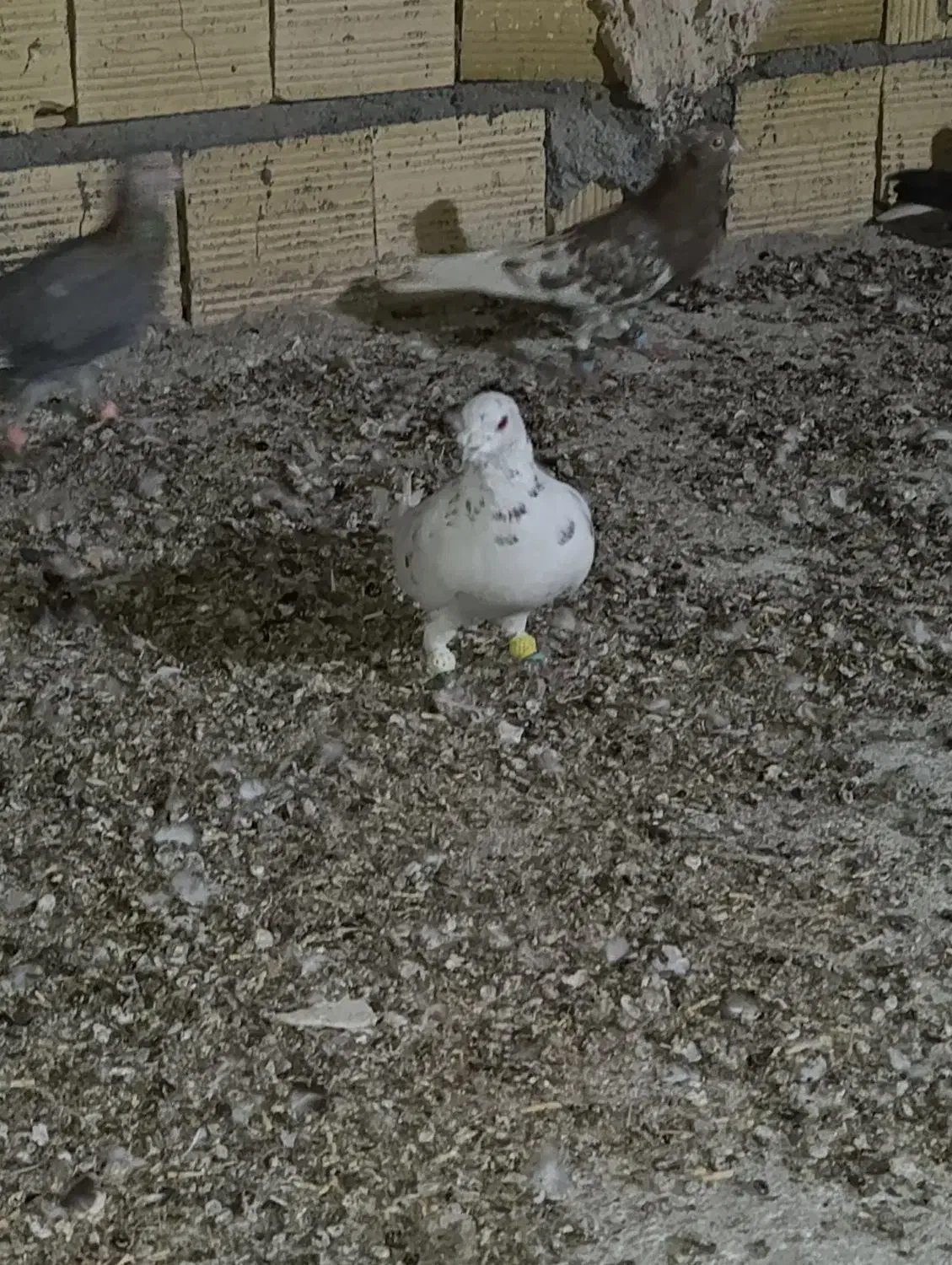 کهنه بوم|پرنده|تربت جام, المهدی|دیوار