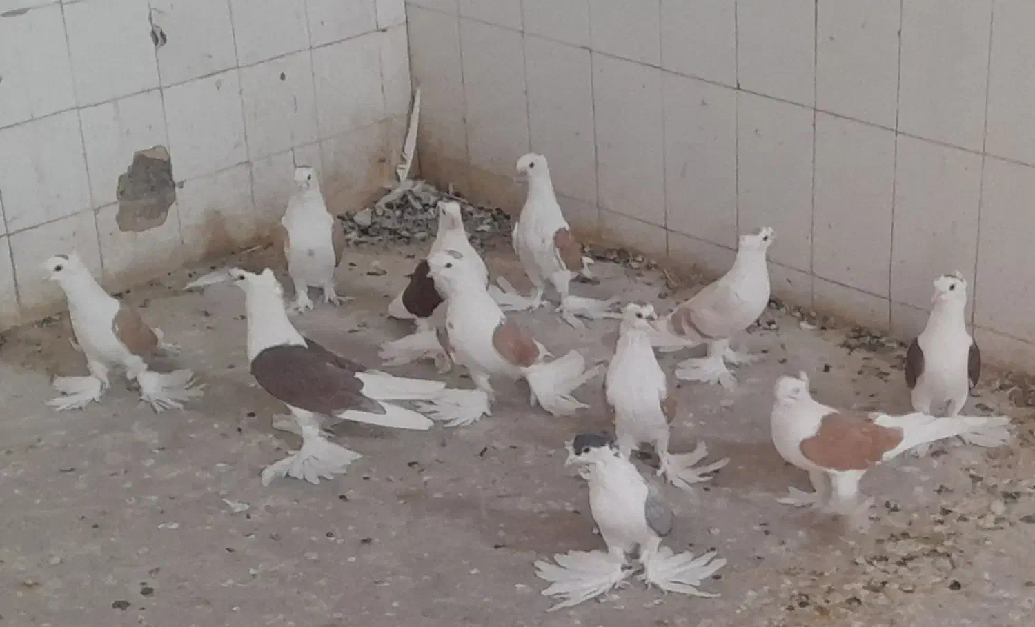 کبوترپشتی کاکل پرپا|پرنده|کاشمر, |دیوار