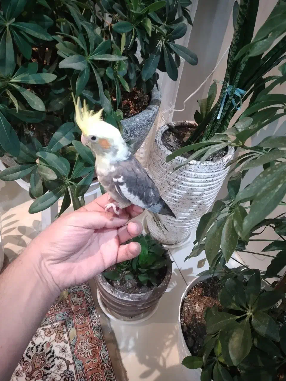 جوجه عروس سینامون|پرنده|کرج, کرج نو|دیوار