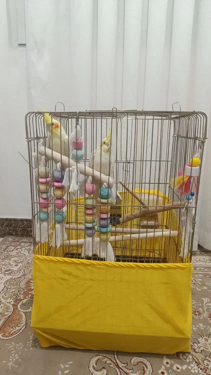 دو عدد عروس هلندی نرو ماده تخم گذار|پرنده|رباط‌کریم, نصیرشهر|دیوار