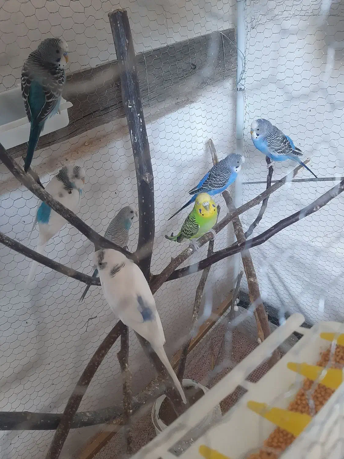 مرغ عشق|پرنده|قزوین, |دیوار