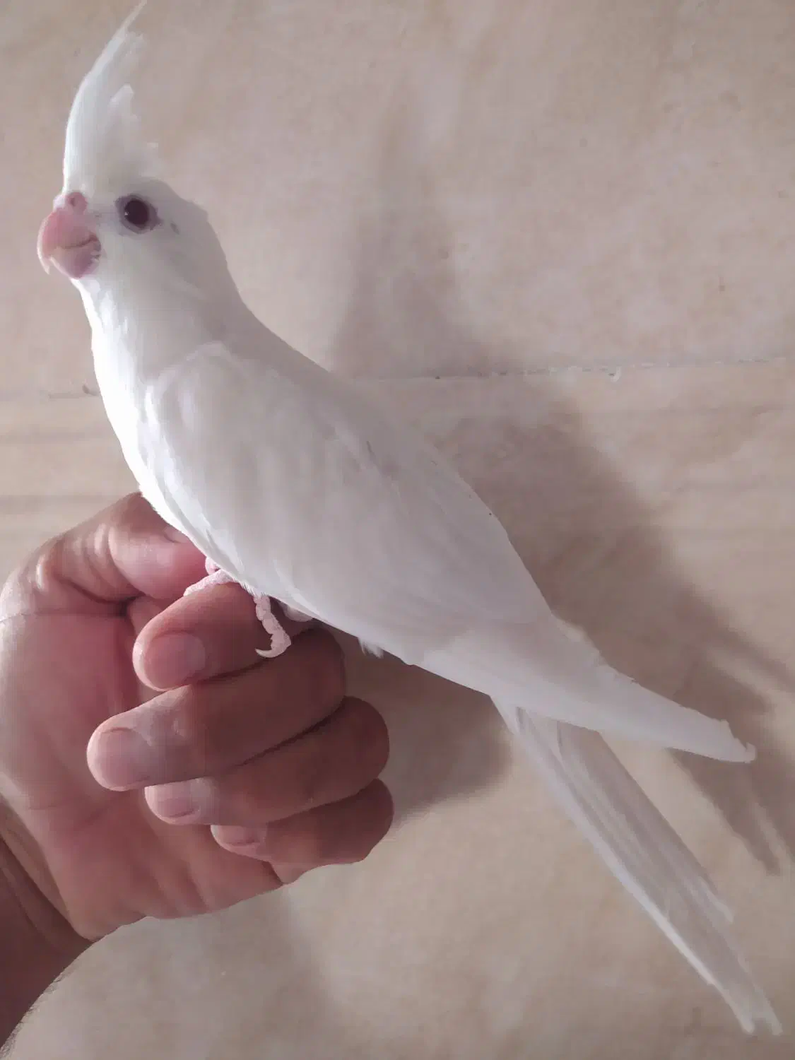 عروس هلندی|پرنده|بیرجند, |دیوار