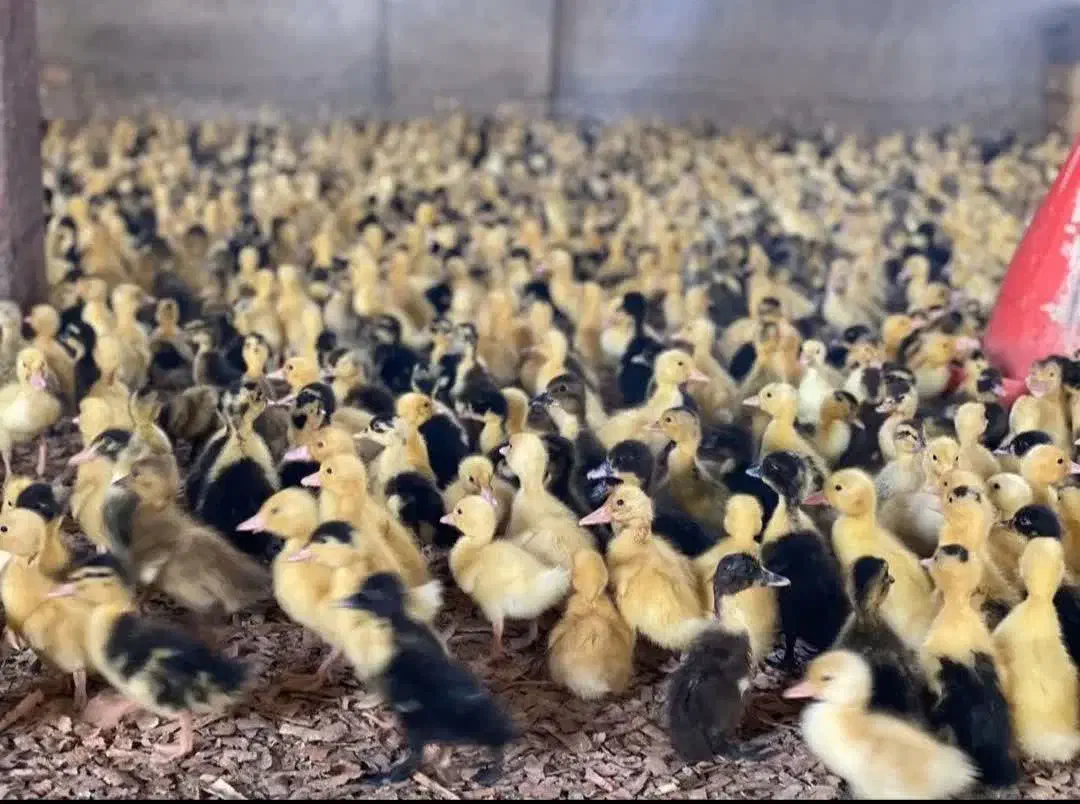 کارخانه تولیدماکیان پرورشی اردک جوجه رنگی محلی|حیوانات مزرعه|زاهدان, |دیوار