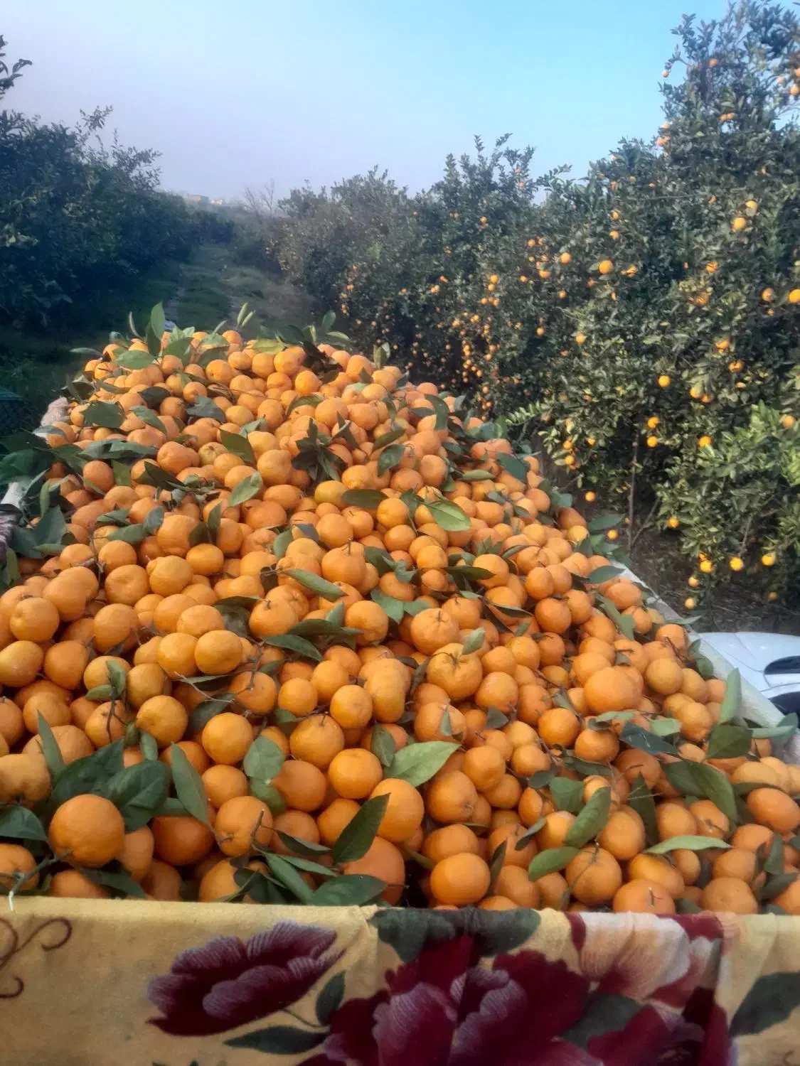 پانصد کیلو نارنگی ژاپنی شیرین و درشت|خوردنی و آشامیدنی|ارطه, |دیوار