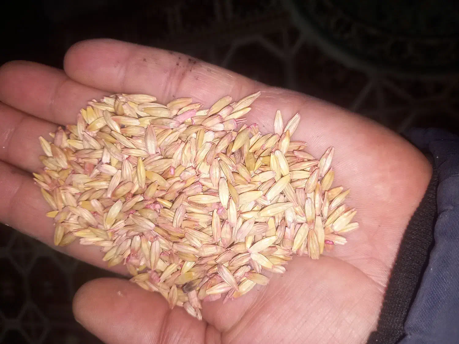 جو کردی دیم بذری|عمدهفروشی|ماهیدشت, |دیوار