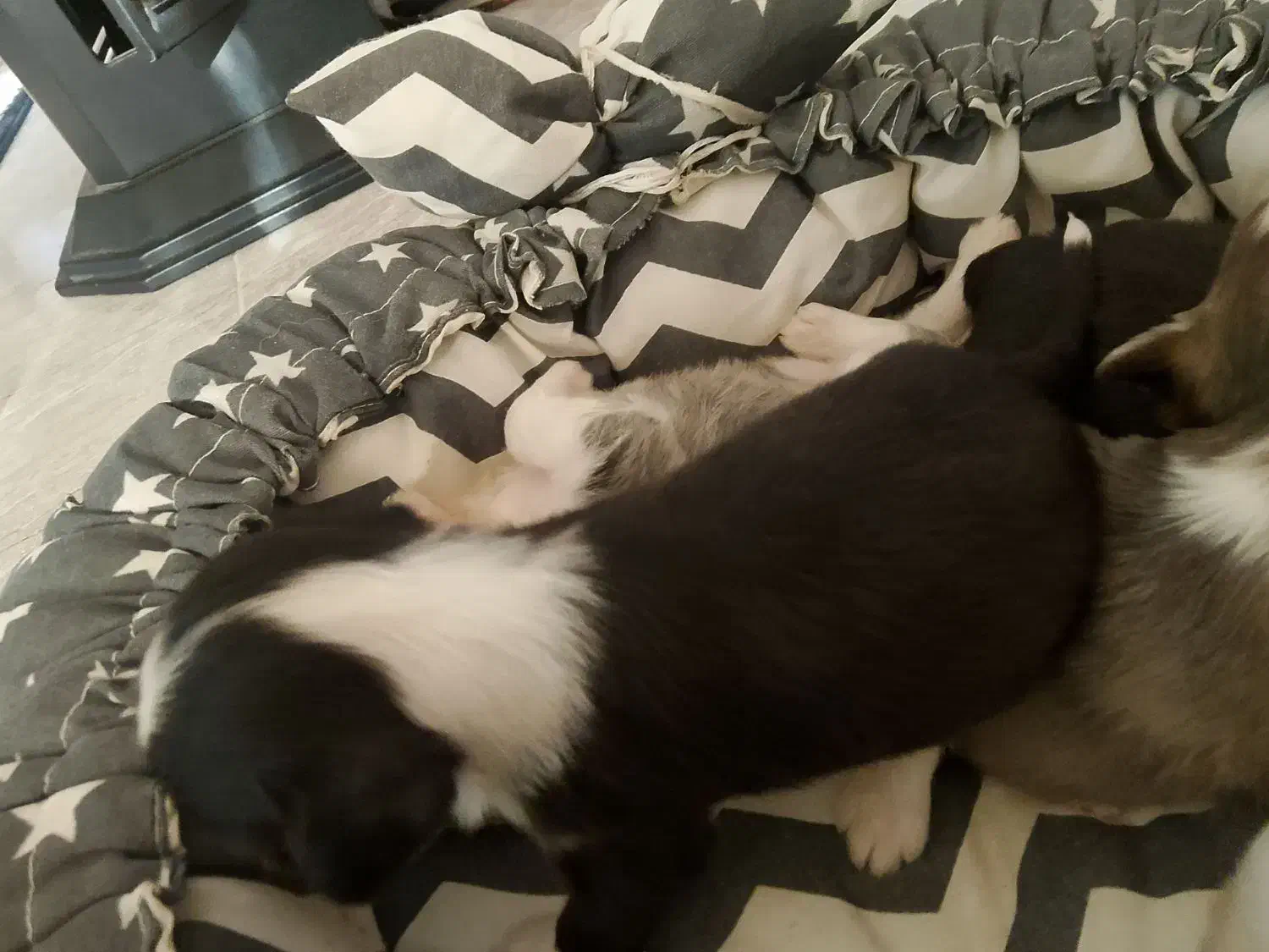 سگ شیتزو|سگ|بجنورد, |دیوار