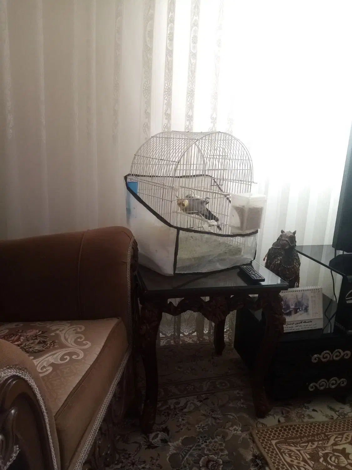 عروس هلندی|پرنده|تربت‌حیدریه, قائم|دیوار