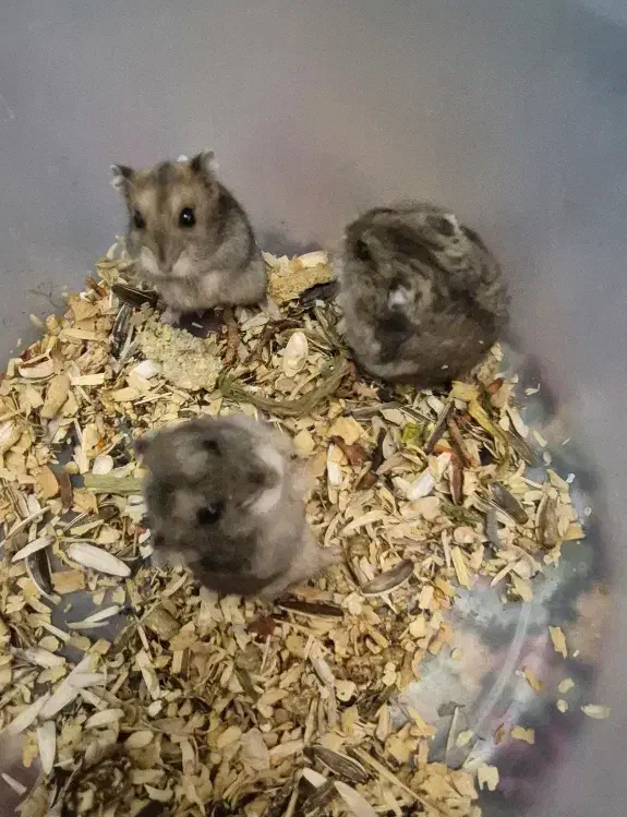 همستر|موش و خرگوش|کرمان, |دیوار