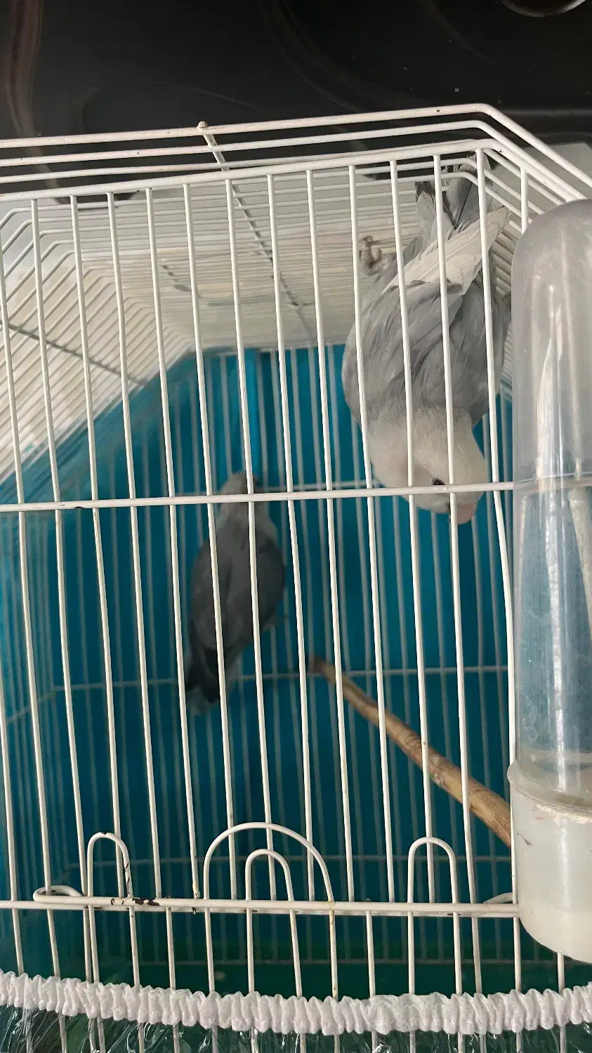 جفت کوتوله|پرنده|مشهد, کوشش|دیوار