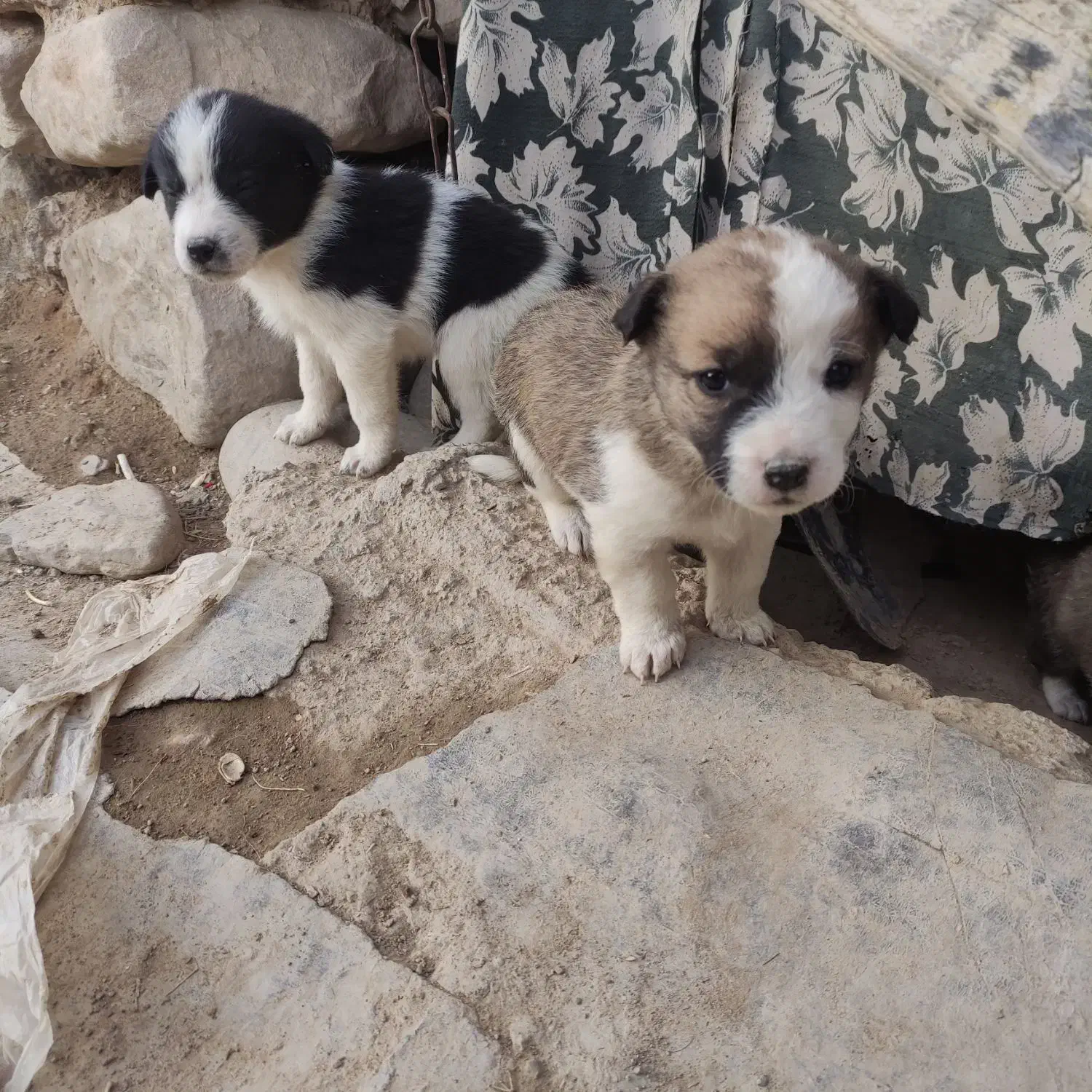 پاکوتاه|سگ|نیشابور, ماروسک|دیوار