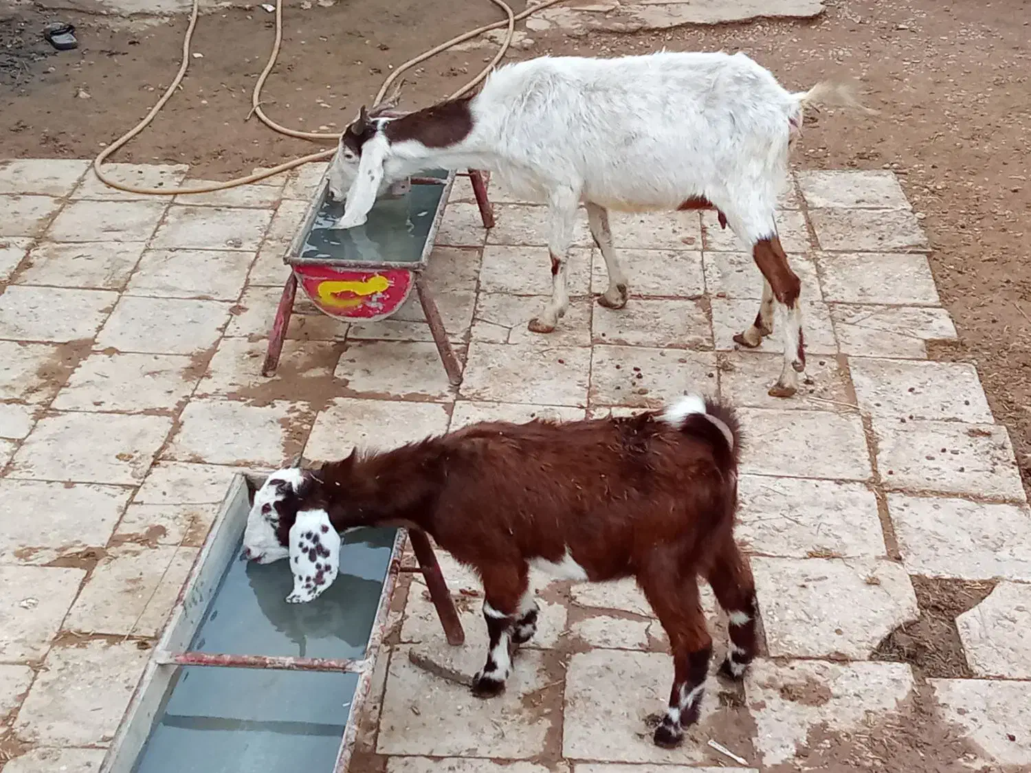 یک عده بز مطفل سالم وسرحال|حیوانات مزرعه|سوسنگرد, |دیوار