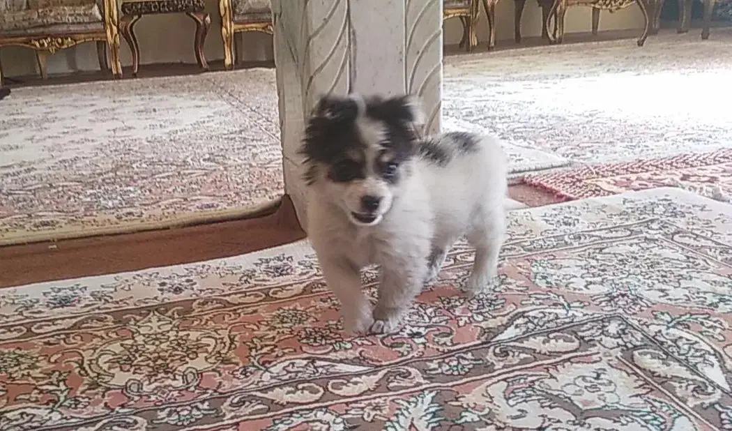 سگ کوچولو پامر اشپیتز|سگ|تبریز, |دیوار