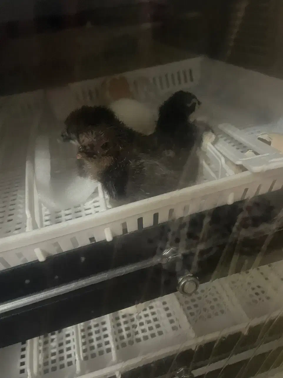 جوجه|لوازم جانبی حیوانات|اصفهان, جلفا|دیوار