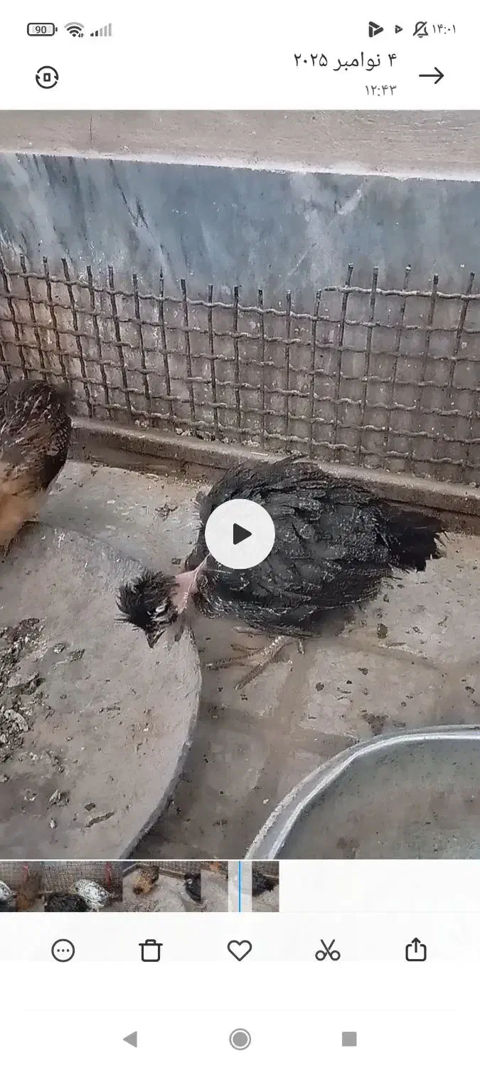 جوجه مرغ محلی نهبندان|حیوانات مزرعه|نهبندان, |دیوار