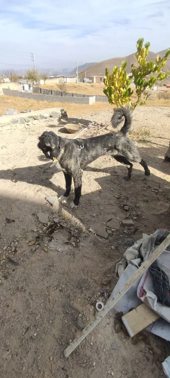 توله سگ سرابی|سگ|بهارستان, |دیوار