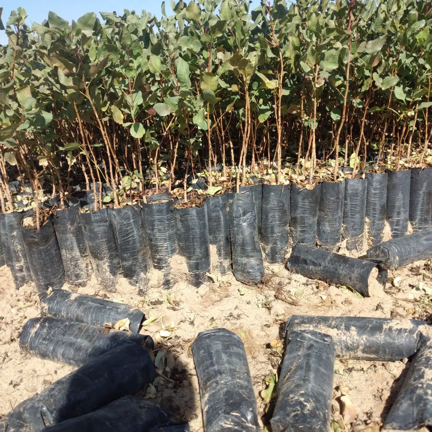 مزکز،فروش،نهال|خدمات باغبانی و درختکاری|استهبان, |دیوار