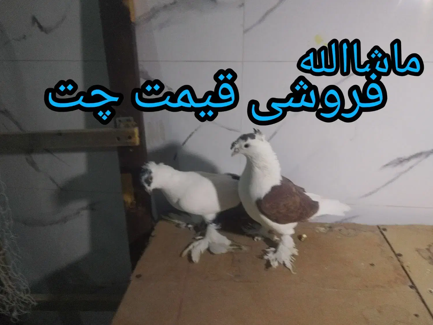 دانه خوری پرنده|لوازم جانبی حیوانات|گناباد, |دیوار