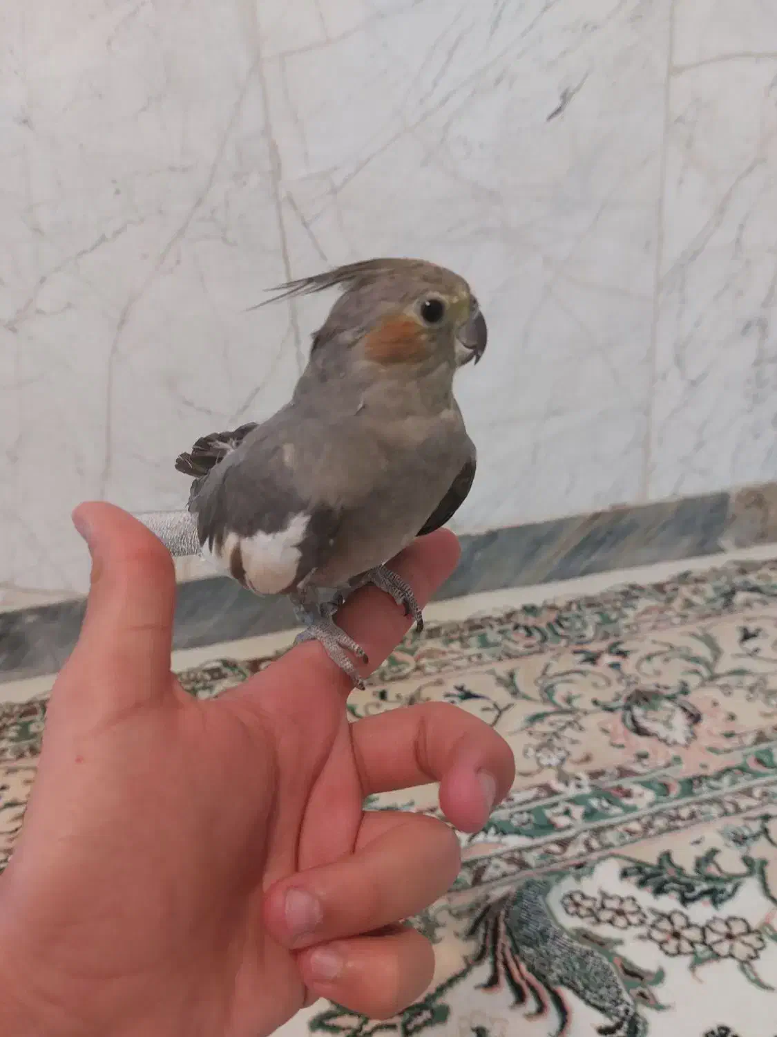 ۳ عدد عروس هلندی نژاد خاکستری اصیل|پرنده|هرسین, |دیوار
