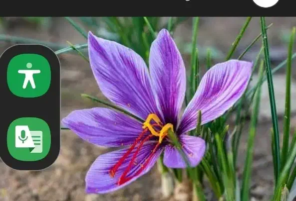 زعفران|خوردنی و آشامیدنی|رباط‌کریم, الارد|دیوار